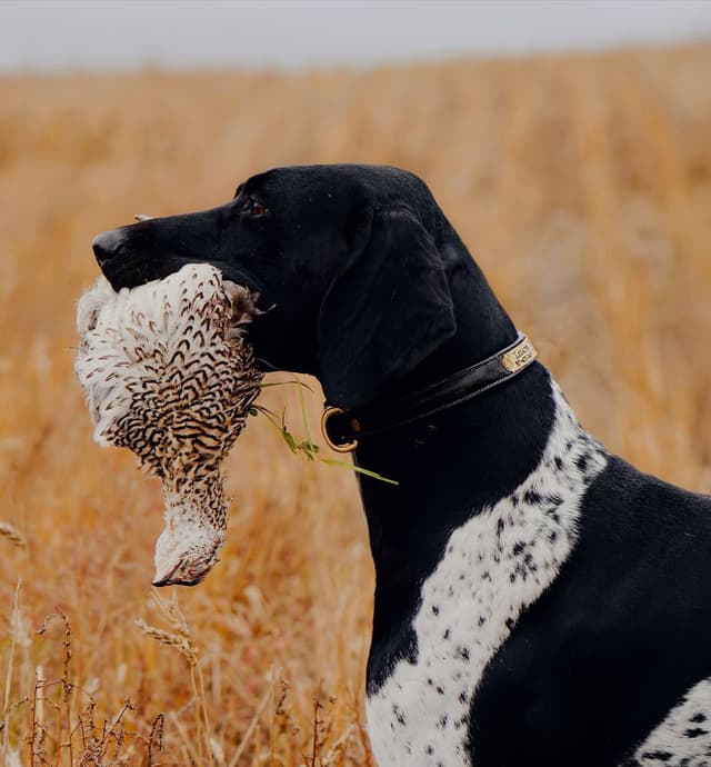 German Shorthaired Pointer Puppies media 12