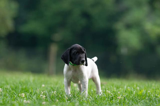 German Shorthaired Pointer Puppies media 3