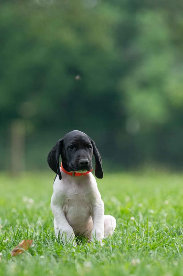 German Shorthaired Pointer Puppies media 2