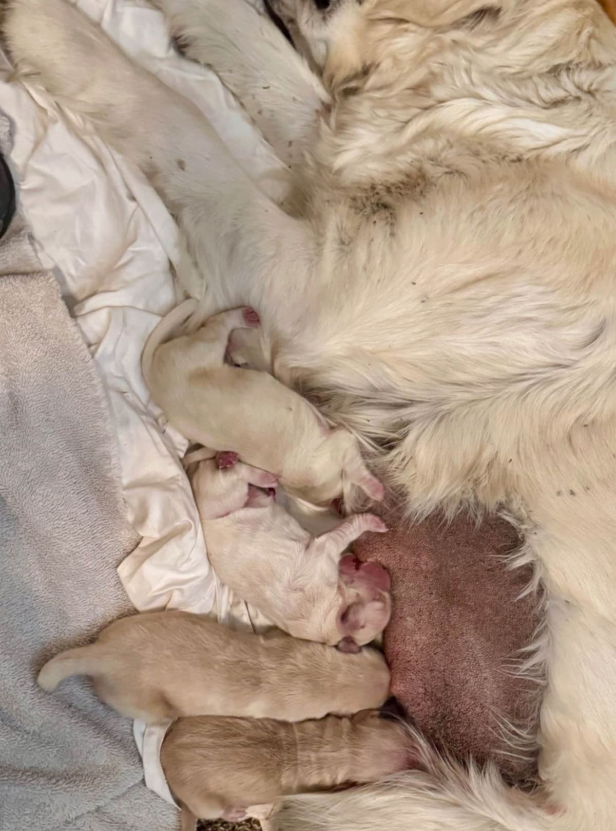Golden Retriever Puppies breeder image 2