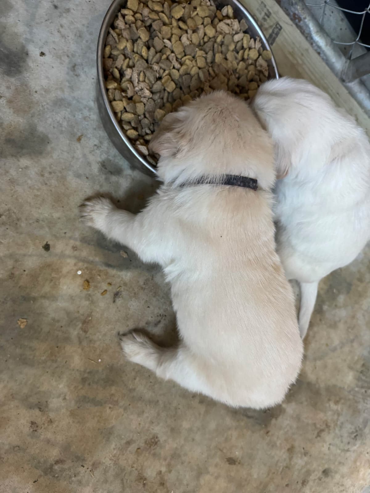 Golden Retriever Puppies breeder image 4