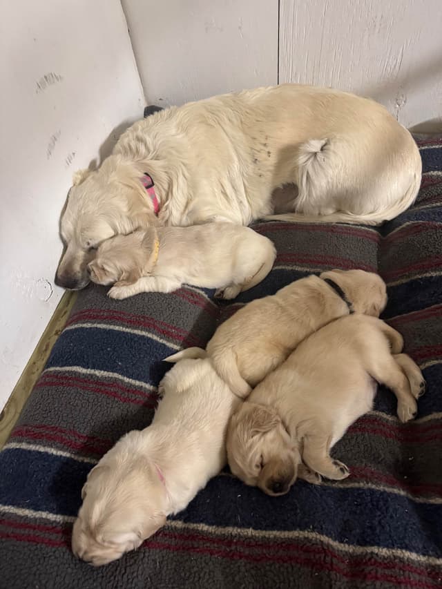 Golden Retriever Puppies media 2