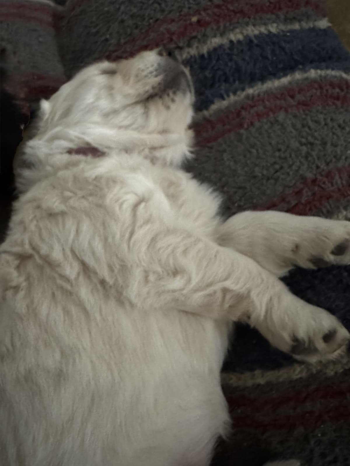 Golden Retriever Puppies breeder image 5