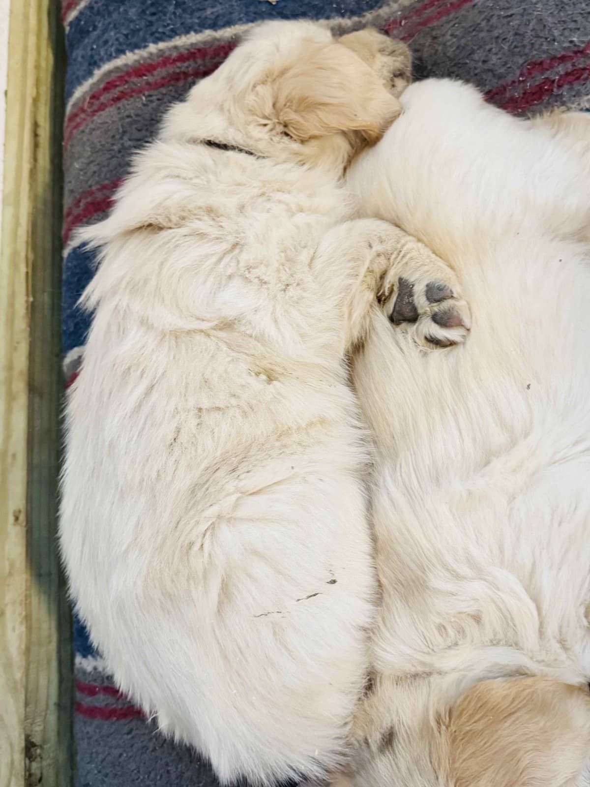 Golden Retriever Puppies breeder image 6