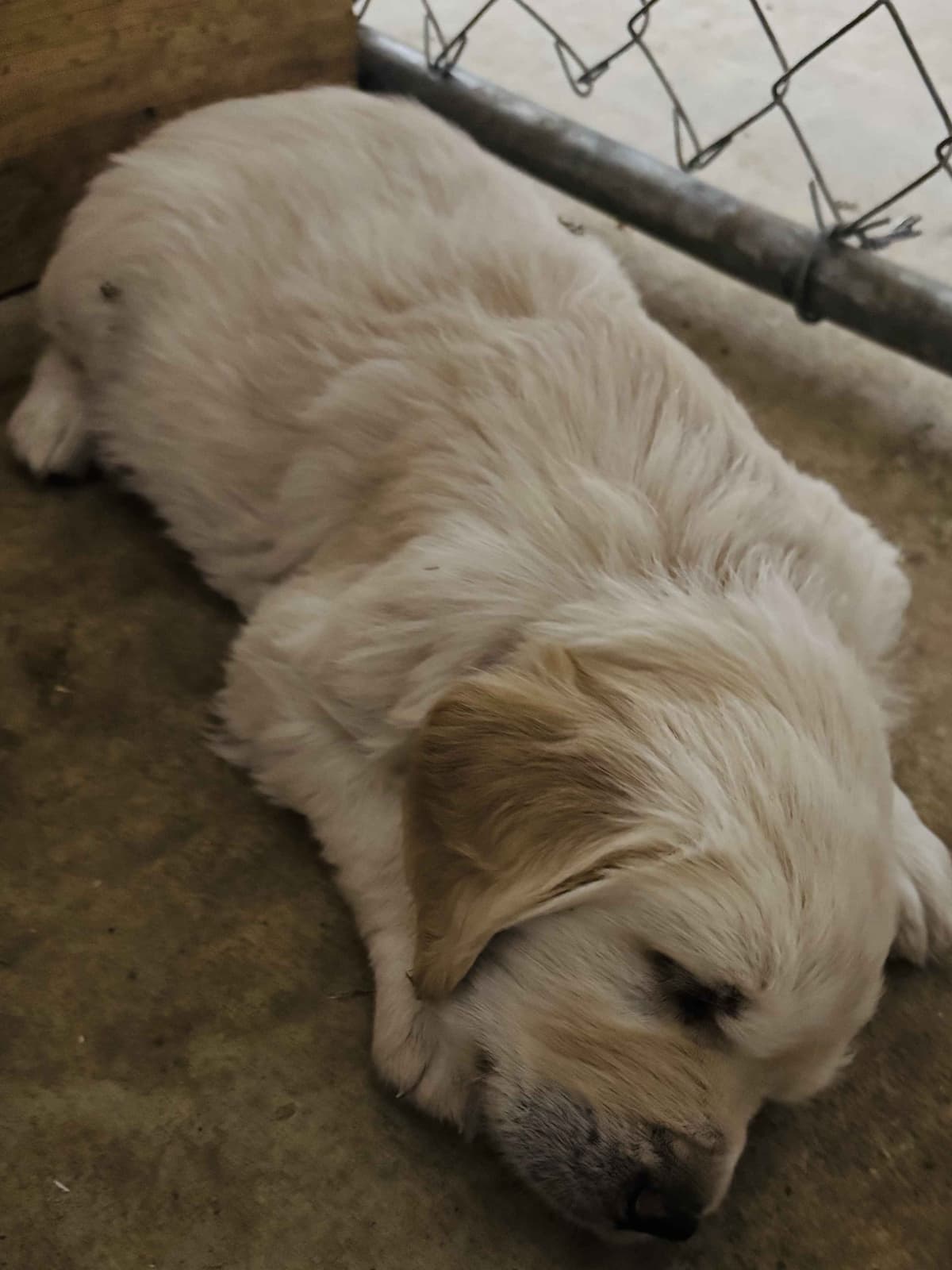Golden Retriever Puppies breeder image 7