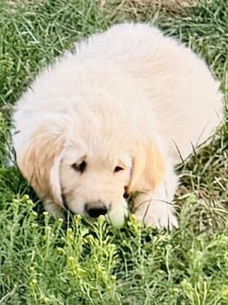 Golden Retriever Puppies media 3