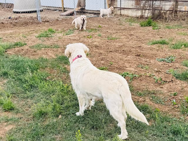 Golden Retriever Puppies media 4