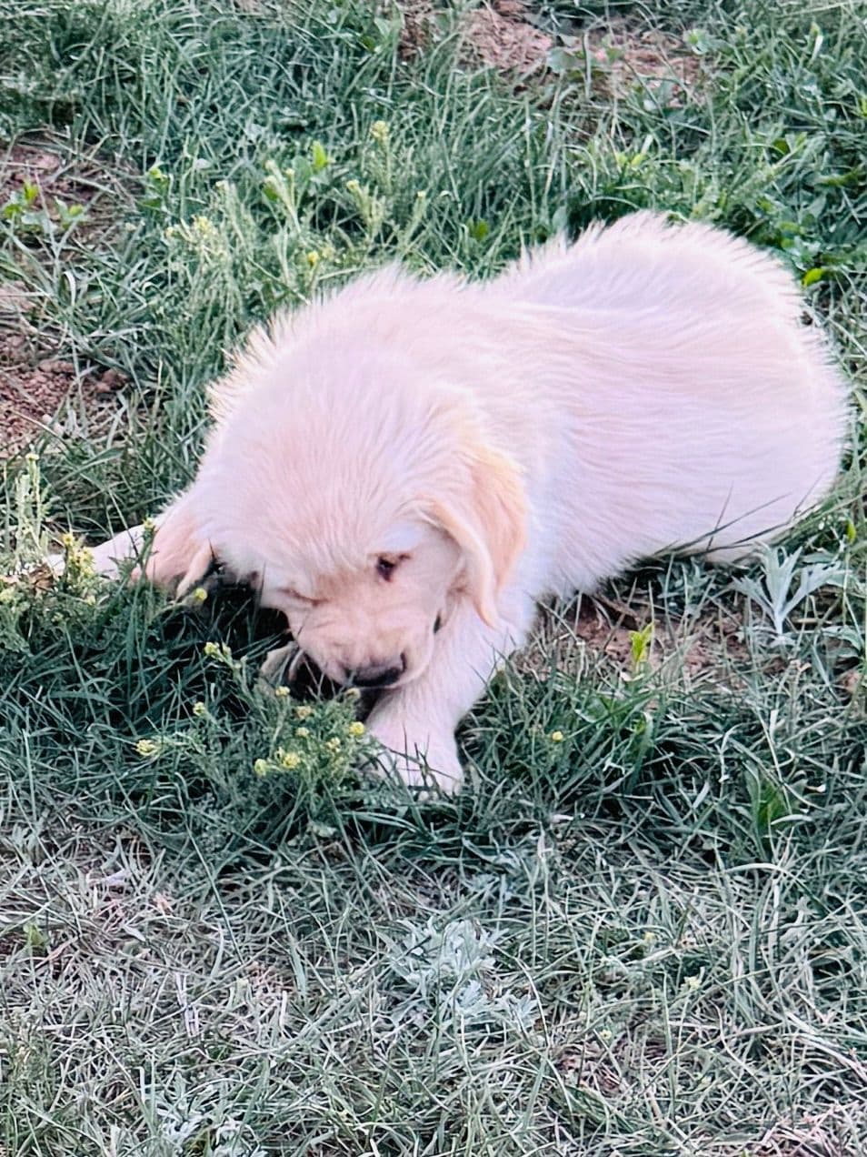 Golden Retriever Puppies breeder image 10