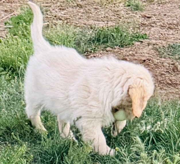 Golden Retriever Puppies media 5