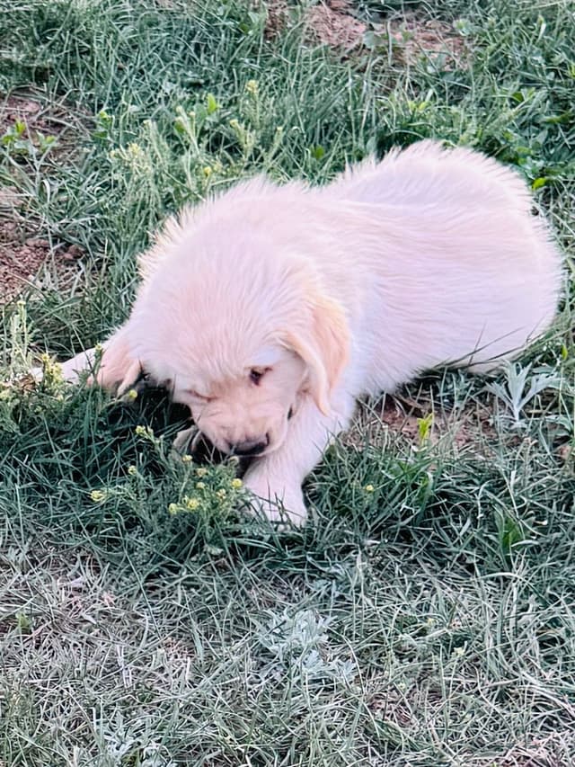 Golden Retriever Puppies media 6