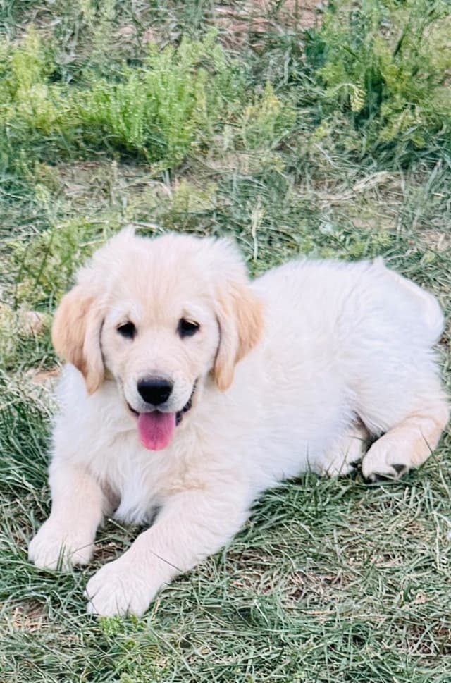 Golden Retriever Puppies media 7