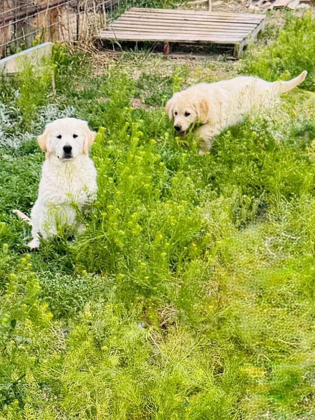 Golden Retriever Puppies media 8