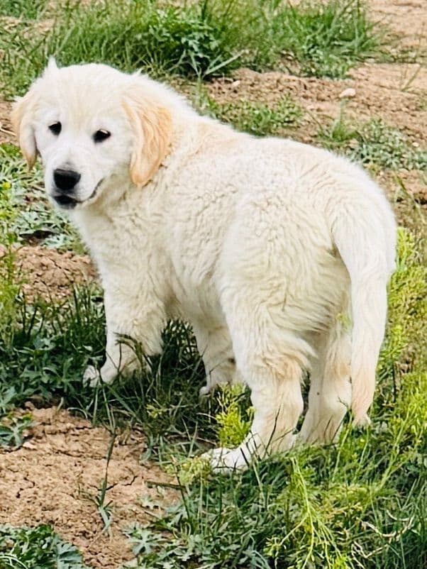 Golden Retriever Puppies media 9