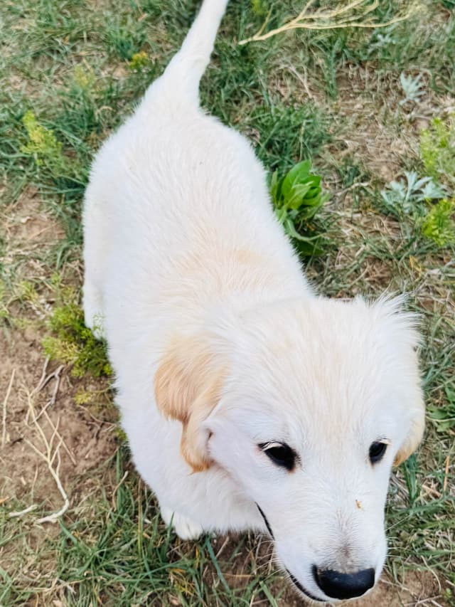 Golden Retriever Puppies media 10