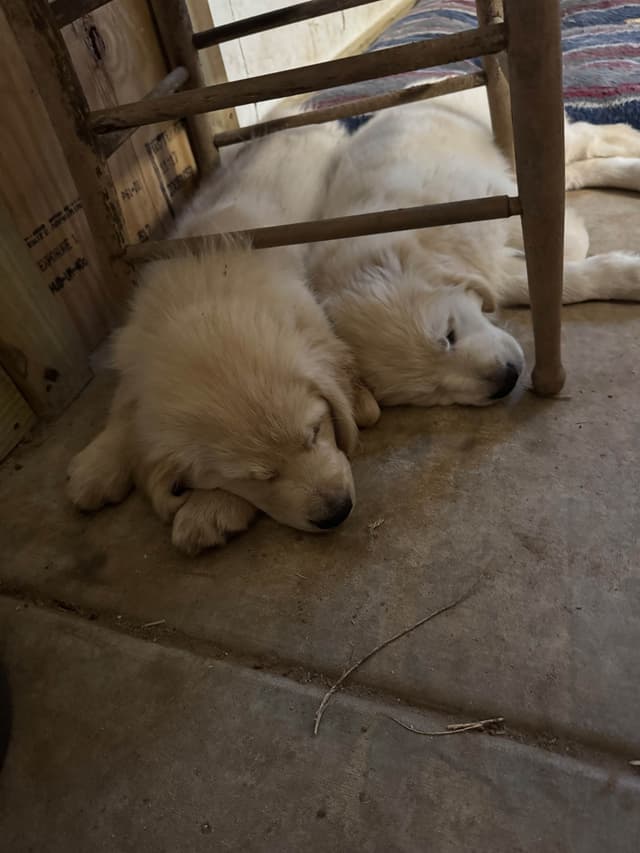 Golden Retriever Puppies media 11