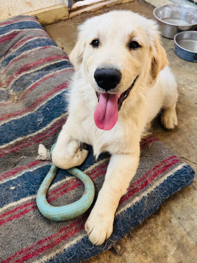 Golden Retriever Puppies media 13