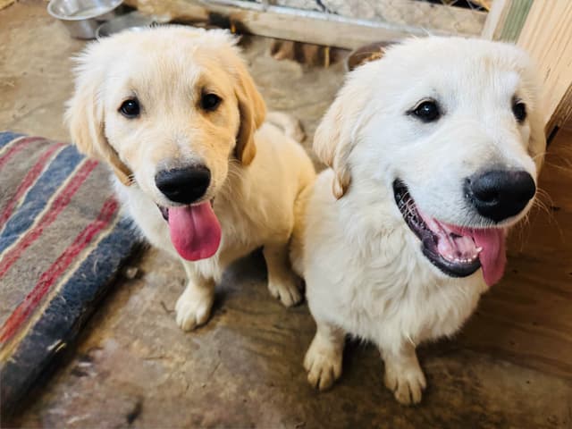 Golden Retriever Puppies media 14