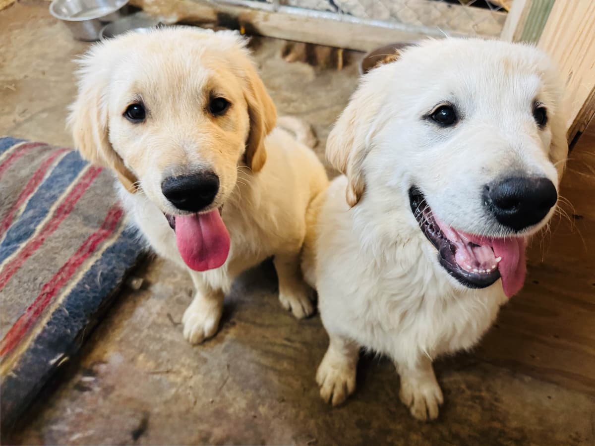Golden Retriever Puppies breeder image 14