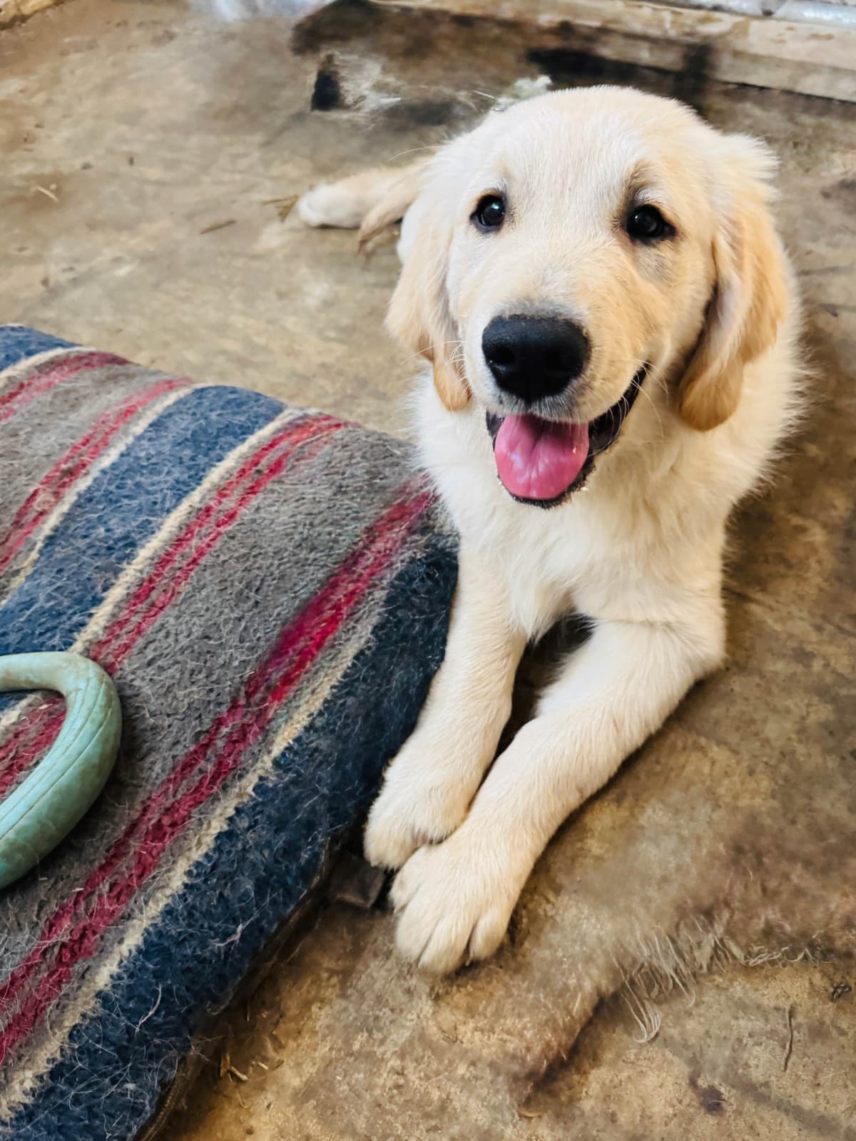 Golden Retriever Puppies breeder image 15