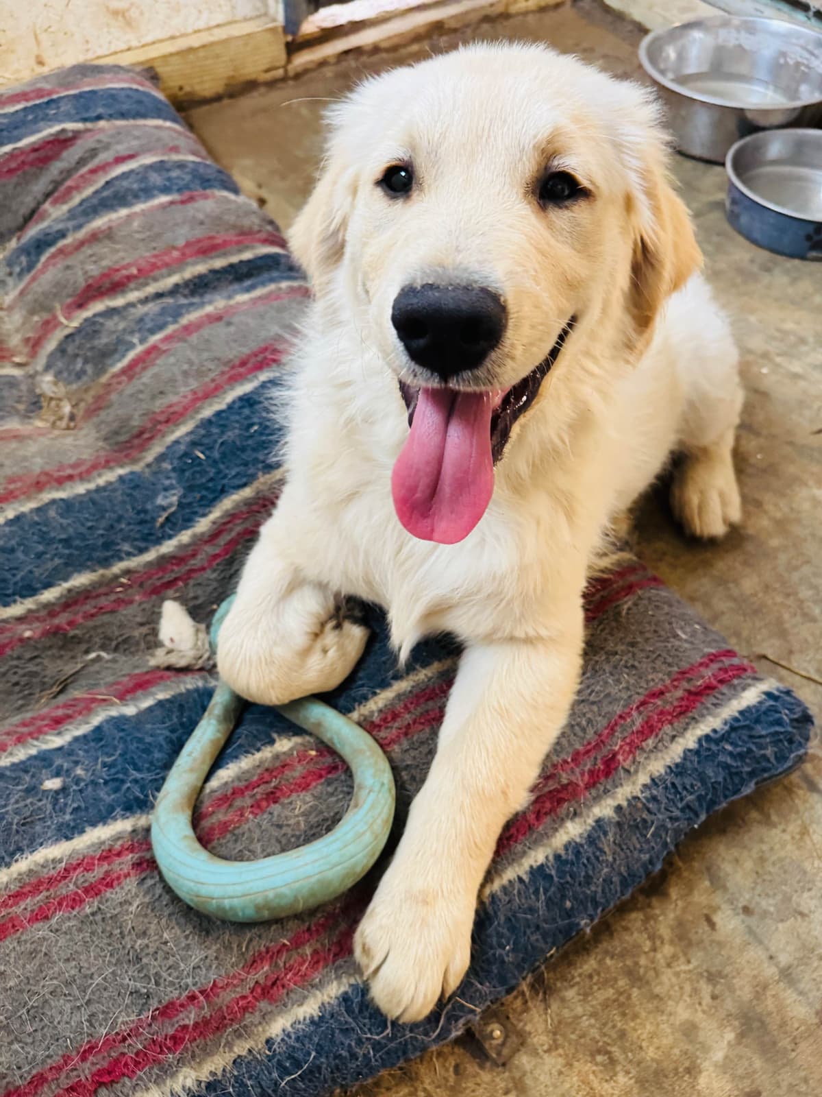 Golden Retriever Puppies breeder image 16