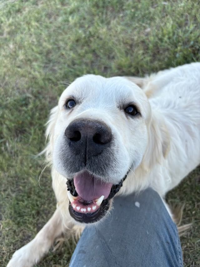 Golden Retriever Puppies media 2