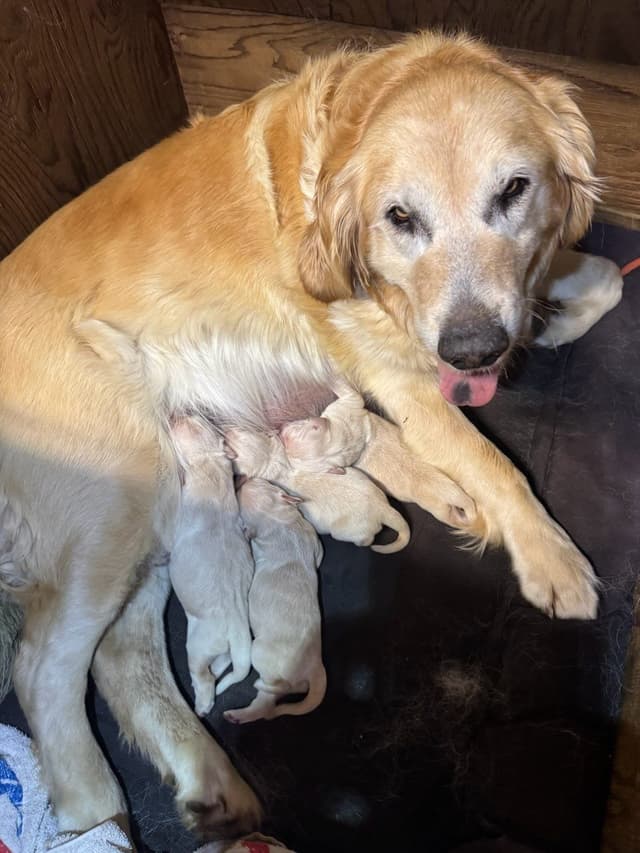 Golden Retriever Puppies media 3