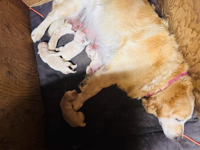 Golden Retriever Puppies media 4