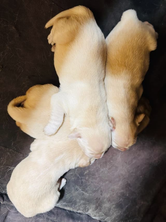 Golden Retriever Puppies media 5