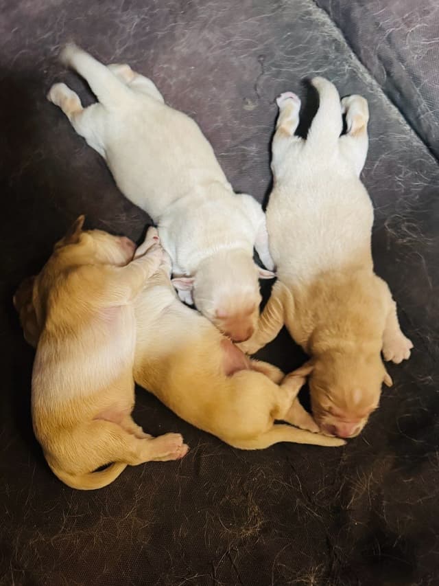 Golden Retriever Puppies media 6