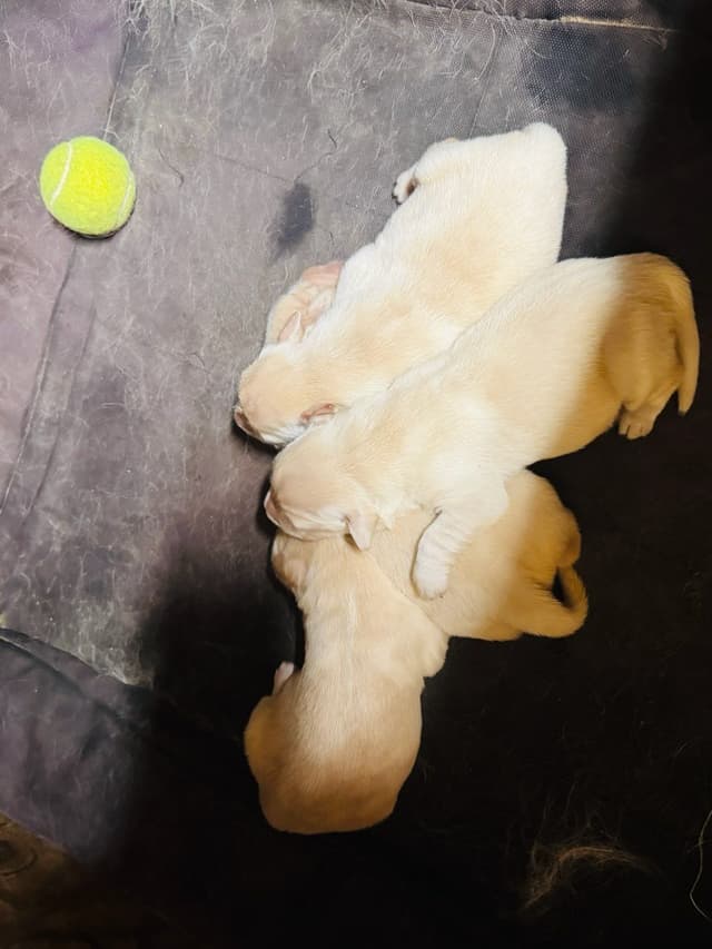Golden Retriever Puppies media 7