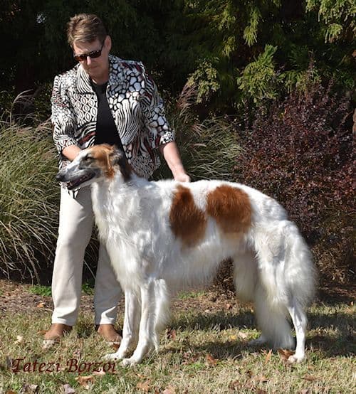 Borzoi Puppies media 4