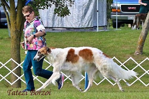 Borzoi Puppies media 5
