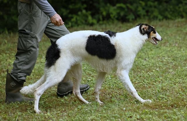 Borzoi Puppies media 11