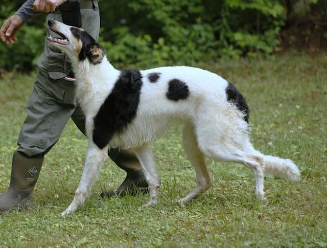 Borzoi Puppies media 13