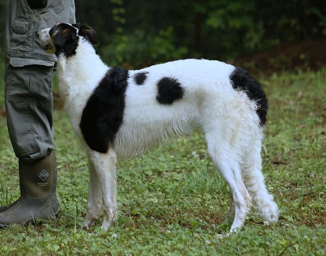 Borzoi Puppies media 14