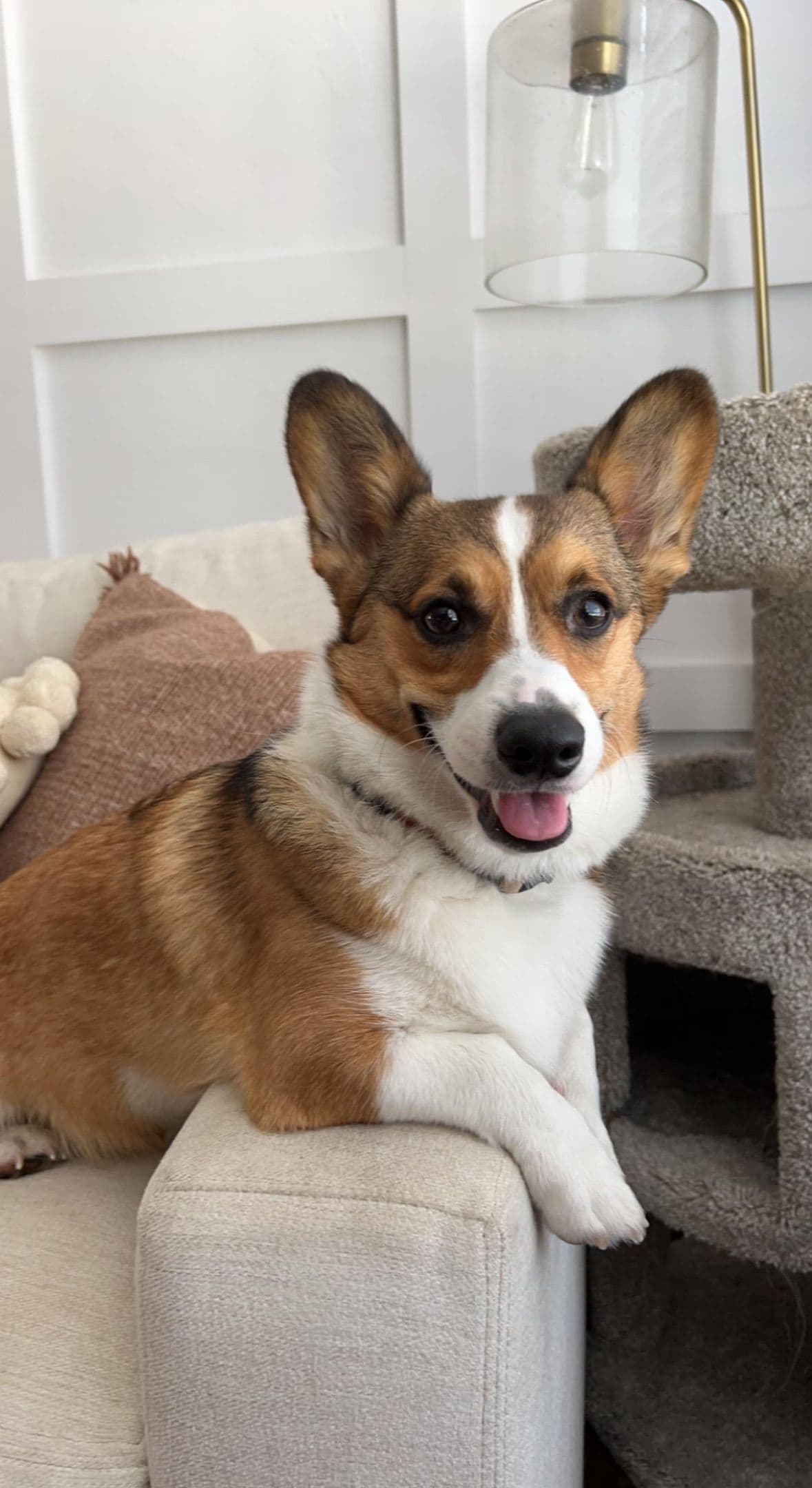 Pembroke Welsh Corgi Puppies breeder image 5