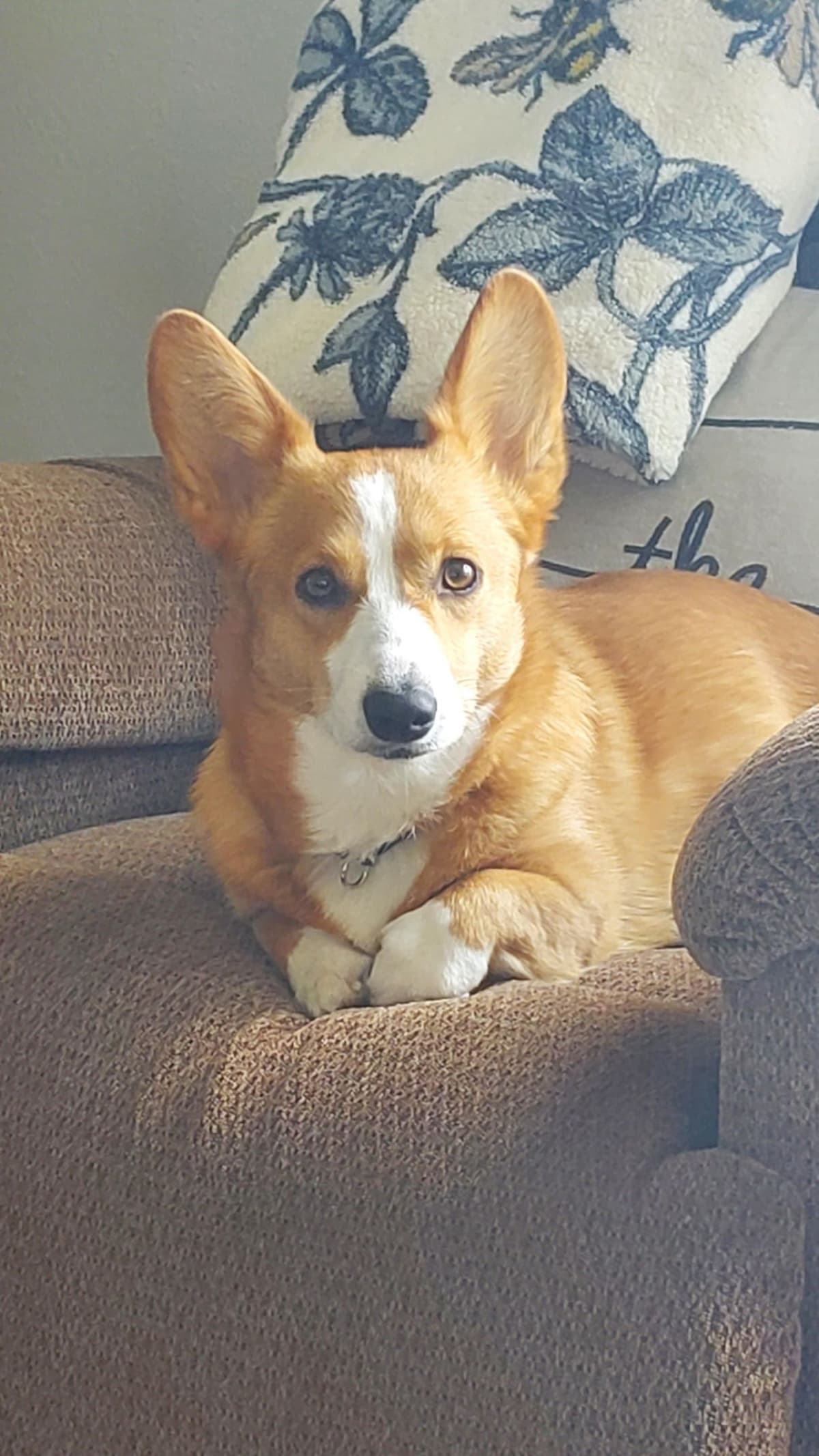 Pembroke Welsh Corgi Puppies breeder image 3