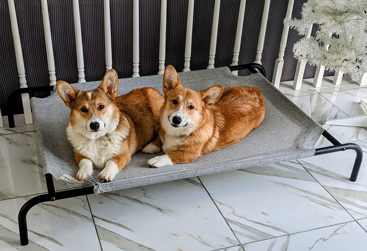 Pembroke Welsh Corgi Puppies breeder image 1