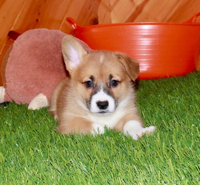 Pembroke Welsh Corgi Puppies media 3