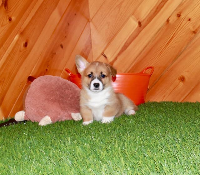 Pembroke Welsh Corgi Puppies media 4