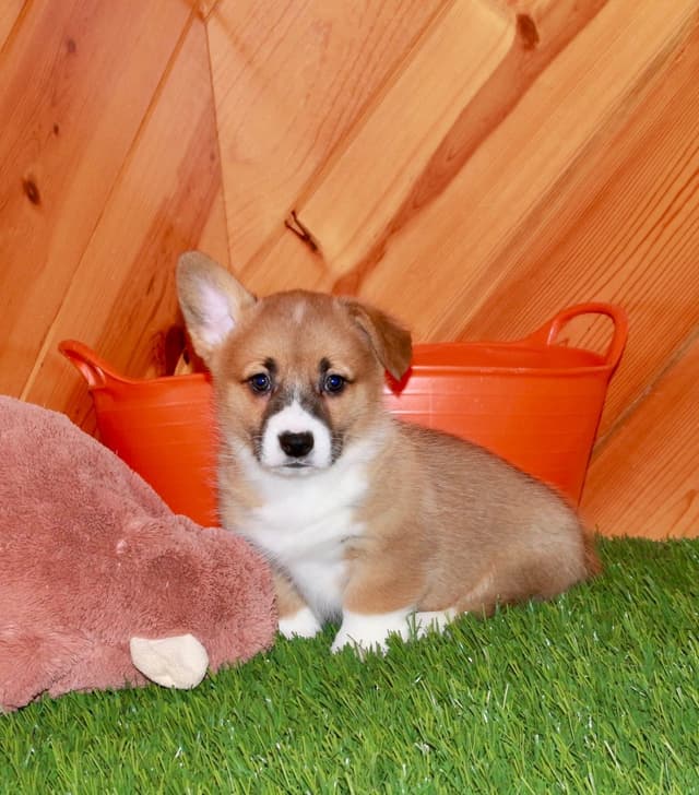 Pembroke Welsh Corgi Puppies media 5