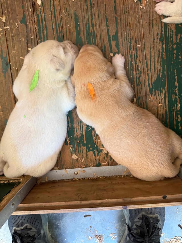 Labrador Retriever Puppies media 2