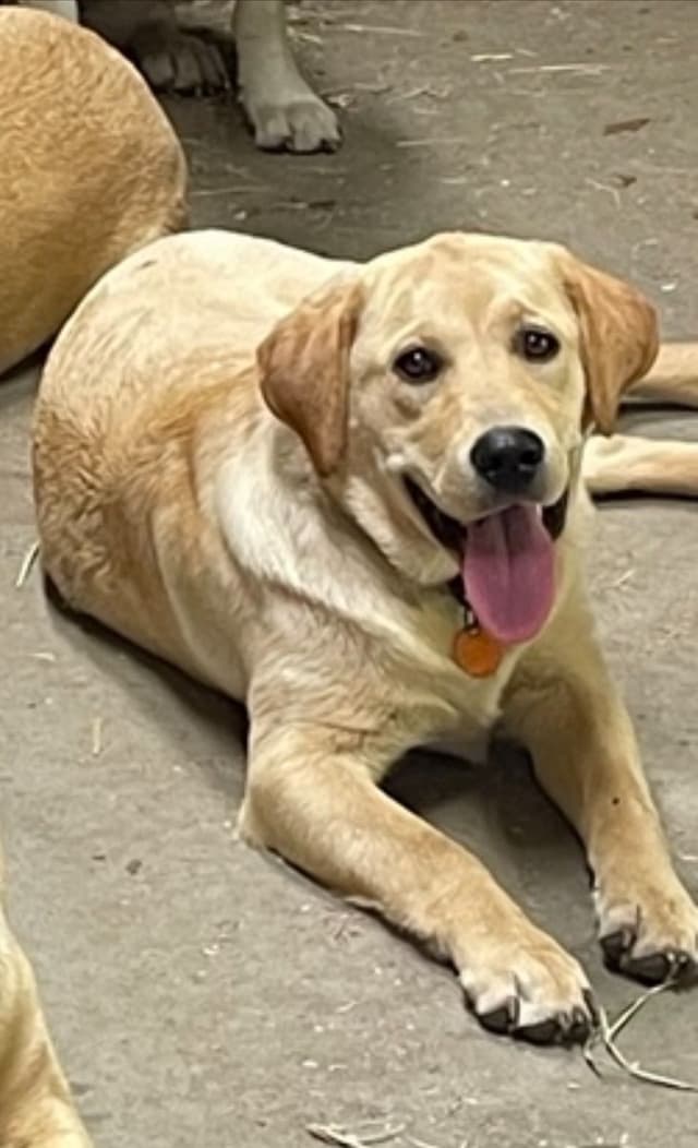 Labrador Retriever Puppies media 4