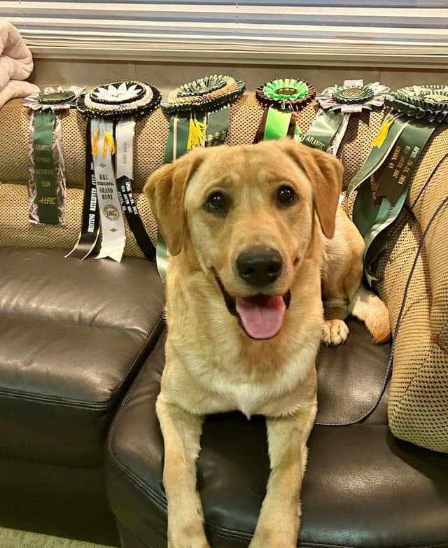 Labrador Retriever Puppies media 6