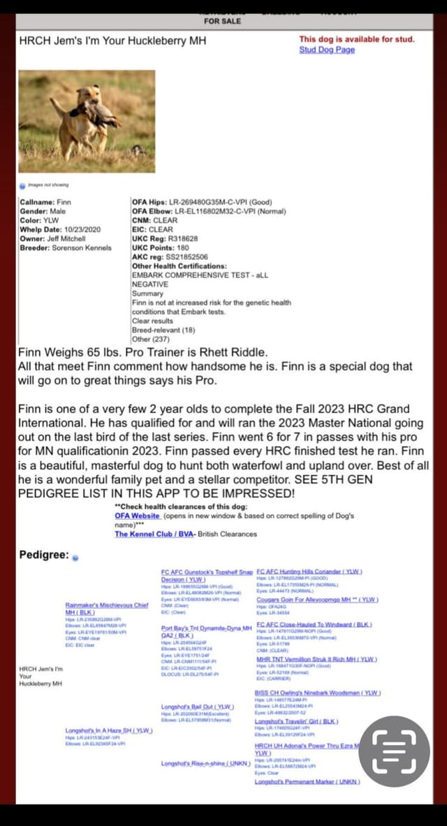 Labrador Retriever Puppies media 9