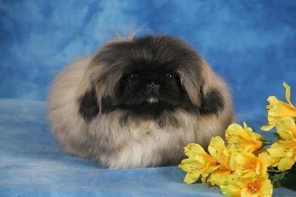 Pekingese Puppies Available Now ❣️ breeder image 1