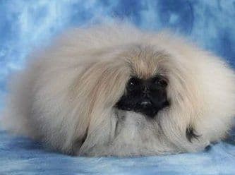 Pekingese Puppies Available Now ❣️ breeder image 2