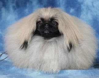 Pekingese Puppies Available Now ❣️ breeder image 11