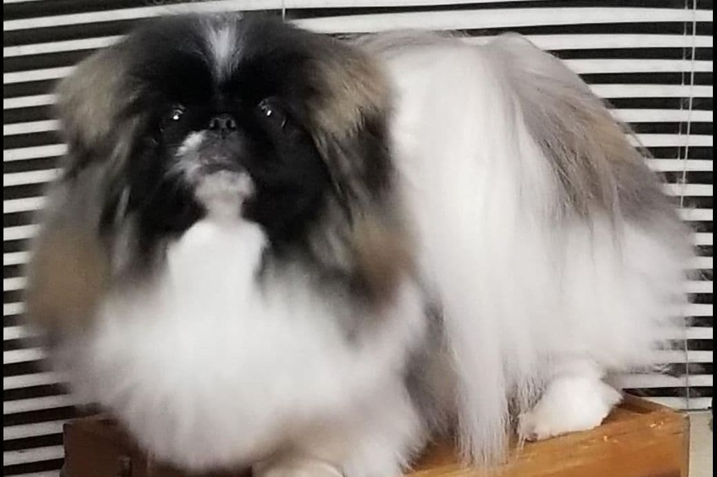 Pekingese Puppies Available Now ❣️ breeder image 4