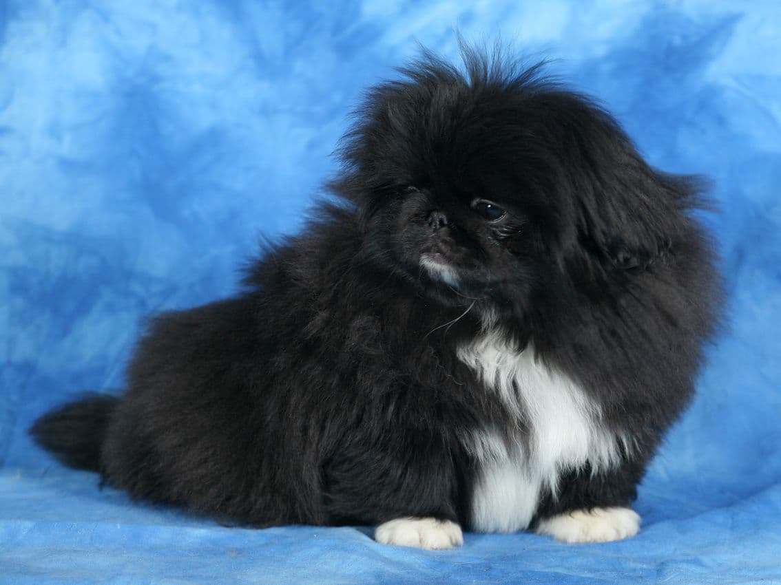 Pekingese Puppies Available Now ❣️ breeder image 5